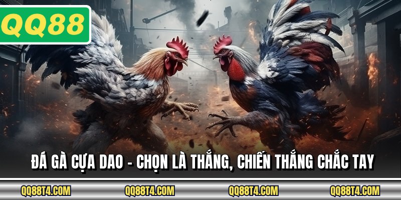 Đá Gà Cựa Dao - Chọn Là Thắng, Chiến Thắng Chắc Tay