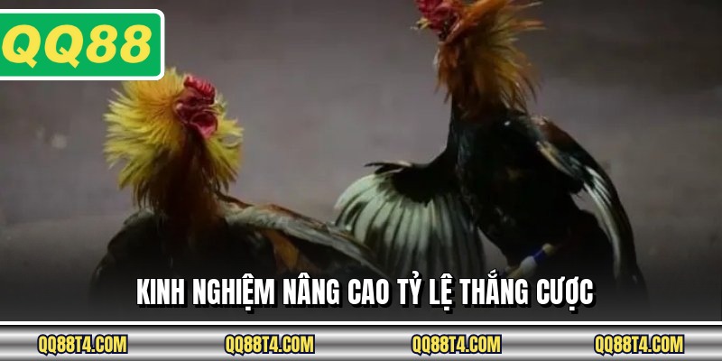 Kinh nghiệm nâng cao tỷ lệ thắng cược
